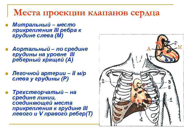 Места проекции клапанов сердца n Митральный – место прикрепления III ребра к грудине слева