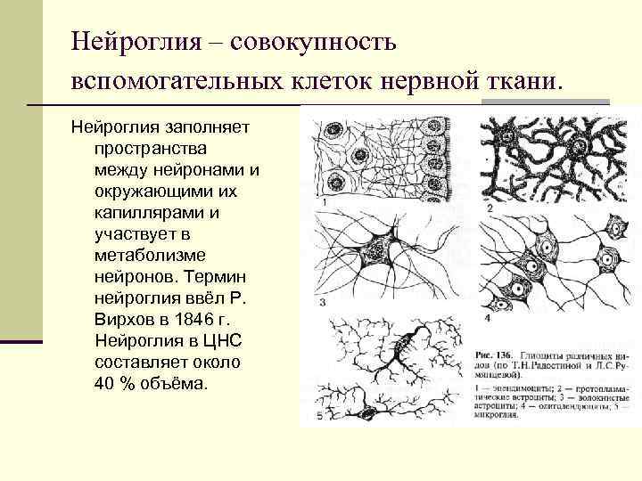 Функции нейронов и нейроглии