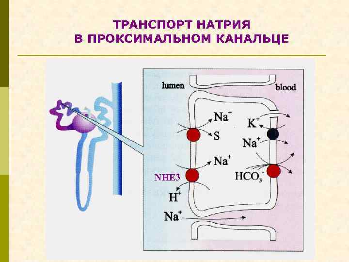 ТРАНСПОРТ НАТРИЯ В ПРОКСИМАЛЬНОМ КАНАЛЬЦЕ NHE 3 