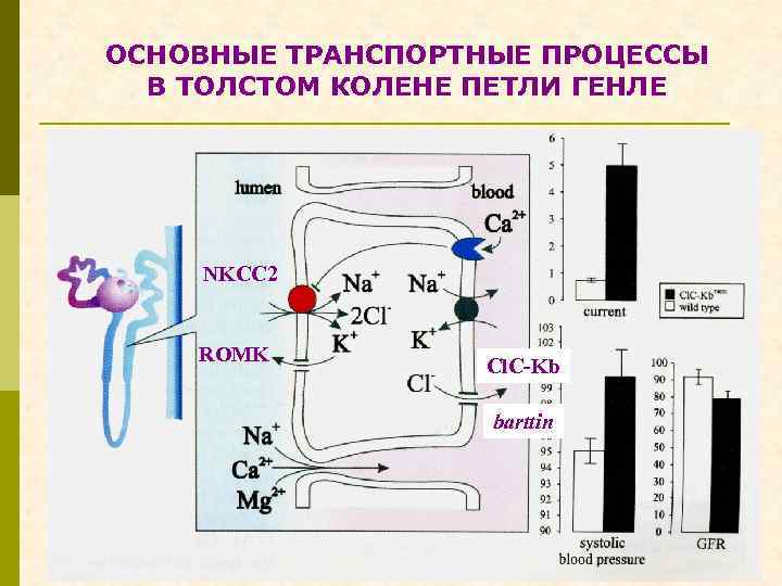 ОСНОВНЫЕ ТРАНСПОРТНЫЕ ПРОЦЕССЫ В ТОЛСТОМ КОЛЕНЕ ПЕТЛИ ГЕНЛЕ NKCC 2 ROMK Cl. C-Kb barttin