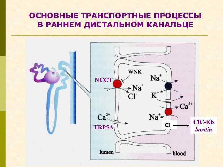 ОСНОВНЫЕ ТРАНСПОРТНЫЕ ПРОЦЕССЫ В РАННЕМ ДИСТАЛЬНОМ КАНАЛЬЦЕ NCCT TRP 5 A Cl- Cl. C-Kb