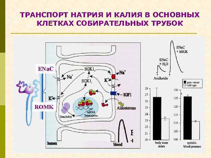 ТРАНСПОРТ НАТРИЯ И КАЛИЯ В ОСНОВНЫХ КЛЕТКАХ СОБИРАТЕЛЬНЫХ ТРУБОК ENa. C ROMK 