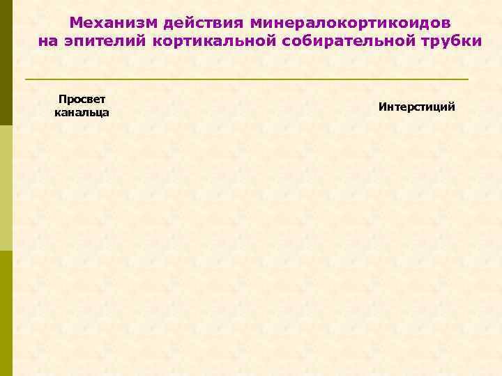 Механизм действия минералокортикоидов на эпителий кортикальной собирательной трубки Просвет канальца Интерстиций 