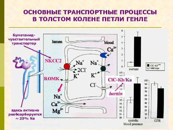 ОСНОВНЫЕ ТРАНСПОРТНЫЕ ПРОЦЕССЫ В ТОЛСТОМ КОЛЕНЕ ПЕТЛИ ГЕНЛЕ буметанидчувствительный транспортер NKCC 2 ROMK Cl.