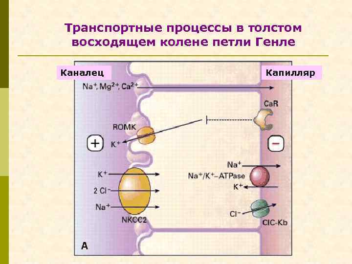 Транспортные процессы в толстом восходящем колене петли Генле Каналец Капилляр 