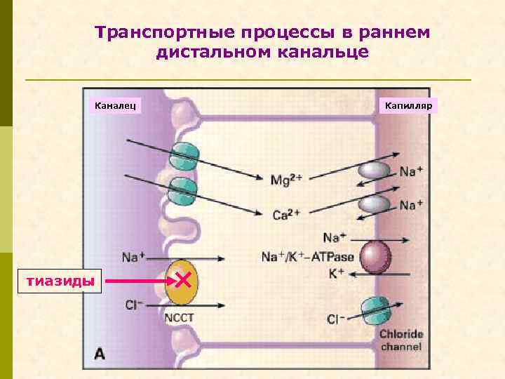 Транспортные процессы в раннем дистальном канальце Каналец тиазиды Капилляр 