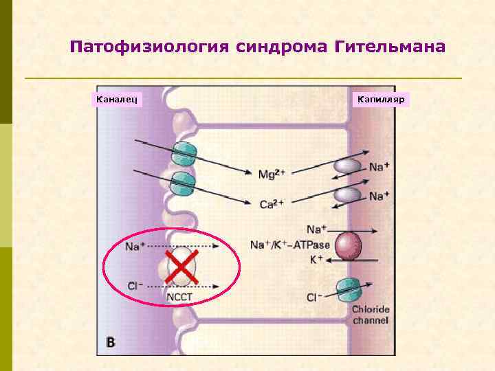 Патофизиология синдрома Гительмана Каналец Капилляр 