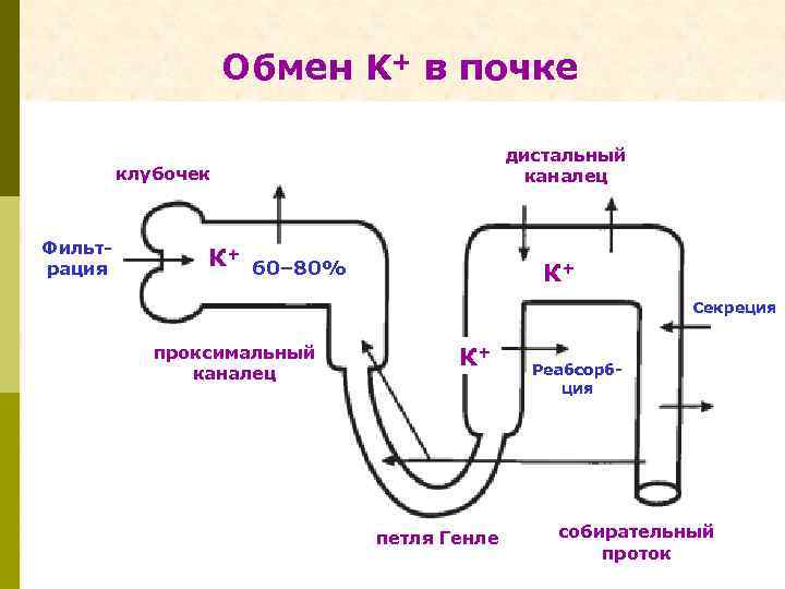 Обмен K+ в почке дистальный каналец клубочек Фильтрация К+ 60– 80% К+ Секреция проксимальный