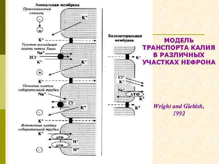 МОДЕЛЬ ТРАНСПОРТА КАЛИЯ В РАЗЛИЧНЫХ УЧАСТКАХ НЕФРОНА Wright and Giebish, 1992 