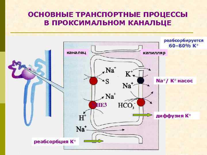 ОСНОВНЫЕ ТРАНСПОРТНЫЕ ПРОЦЕССЫ В ПРОКСИМАЛЬНОМ КАНАЛЬЦЕ реабсорбируется 60– 80% K+ каналец капилляр Na+/ K+