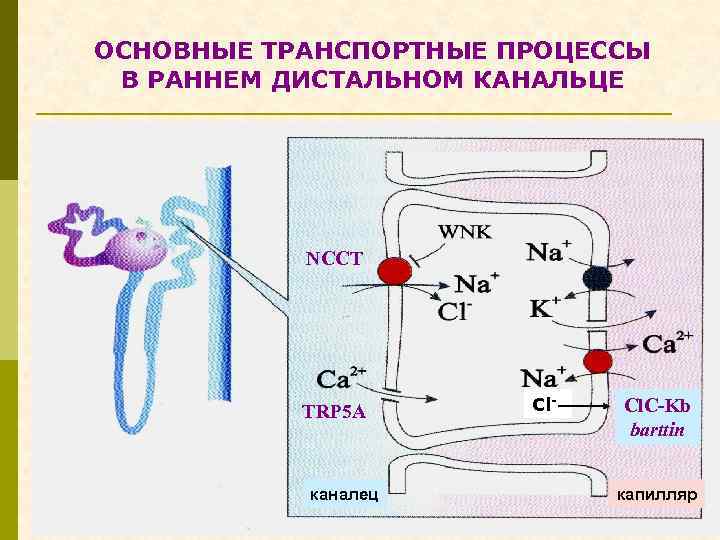 ОСНОВНЫЕ ТРАНСПОРТНЫЕ ПРОЦЕССЫ В РАННЕМ ДИСТАЛЬНОМ КАНАЛЬЦЕ NCCT TRP 5 A каналец Cl- Cl.