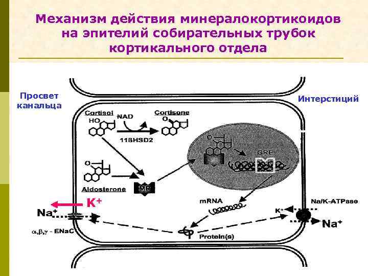 Механизм действия минералокортикоидов на эпителий собирательных трубок кортикального отдела Просвет канальца Интерстиций K+ 