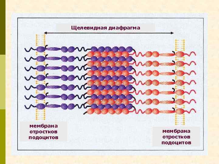 Щелевидная диафрагма мембрана отростков подоцитов 