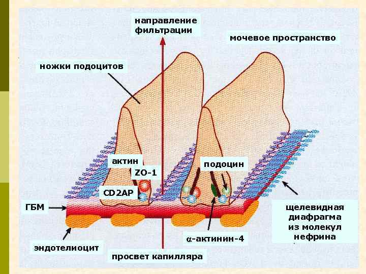 направление фильтрации мочевое пространство ножки подоцитов актин ZO-1 подоцин CD 2 AP ГБМ эндотелиоцит