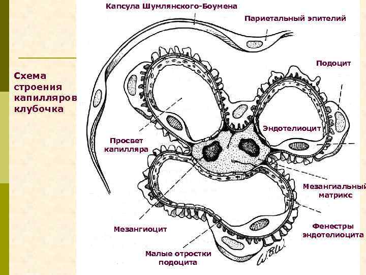 Капсула Шумлянского-Боумена Париетальный эпителий Подоцит Схема строения капилляров клубочка Эндотелиоцит Просвет капилляра Мезангиальный матрикс