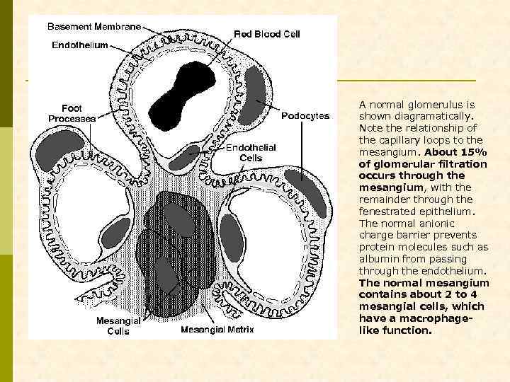 A normal glomerulus is shown diagramatically. Note the relationship of the capillary loops to