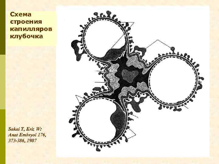 Схема строения капилляров клубочка Sakai T, Kriz W: Anat Embryol 176, 373 -386, 1987