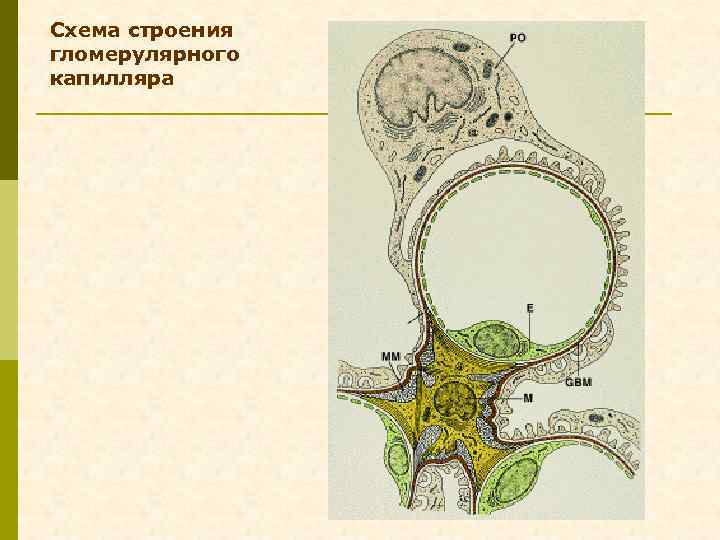 Схема строения гломерулярного капилляра 