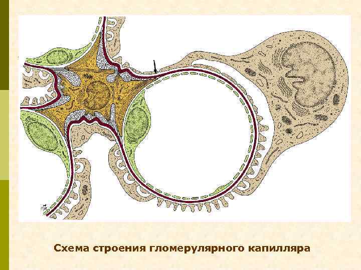 Схема строения гломерулярного капилляра 