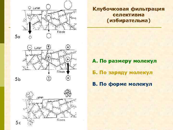 Клубочковая фильтрация селективна (избирательна) А. По размеру молекул Б. По заряду молекул В. По