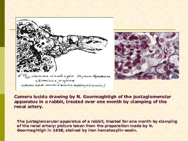 Camera lucida drawing by N. Goormaghtigh of the juxtaglomerular apparatus in a rabbit, treated