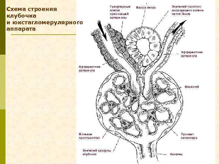 Схема строения клубочка и юкстагломерулярного аппарата Гранулярные клетки приносящей артериолы Macula densa Эпителий толстого