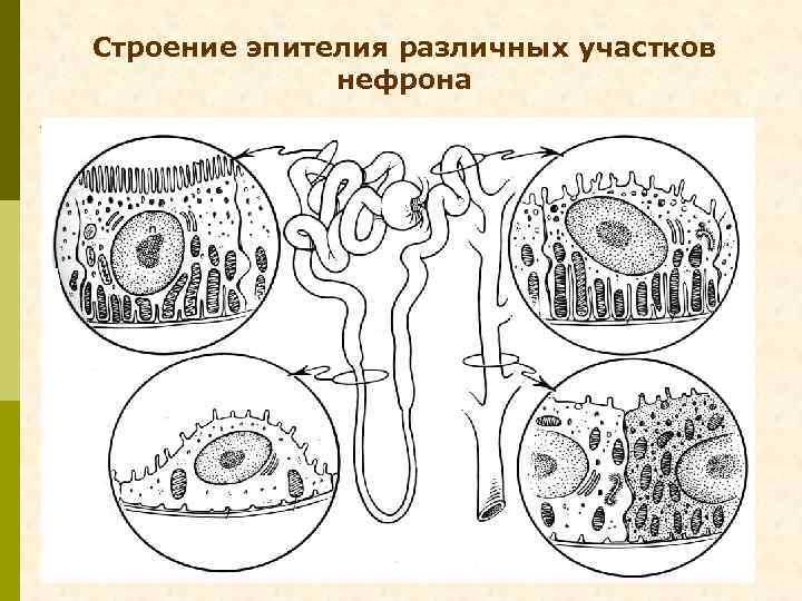 Строение эпителия различных участков нефрона 