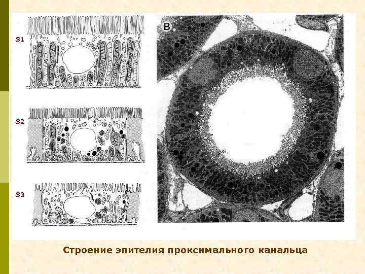 S 1 S 2 S 3 Строение эпителия проксимального канальца 