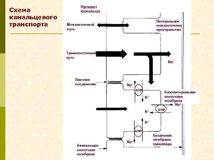 Схема канальцевого транспорта Просвет канальца Латеральное межклеточное пространство Межклеточный путь Трансклеточный путь Na+ Плотное