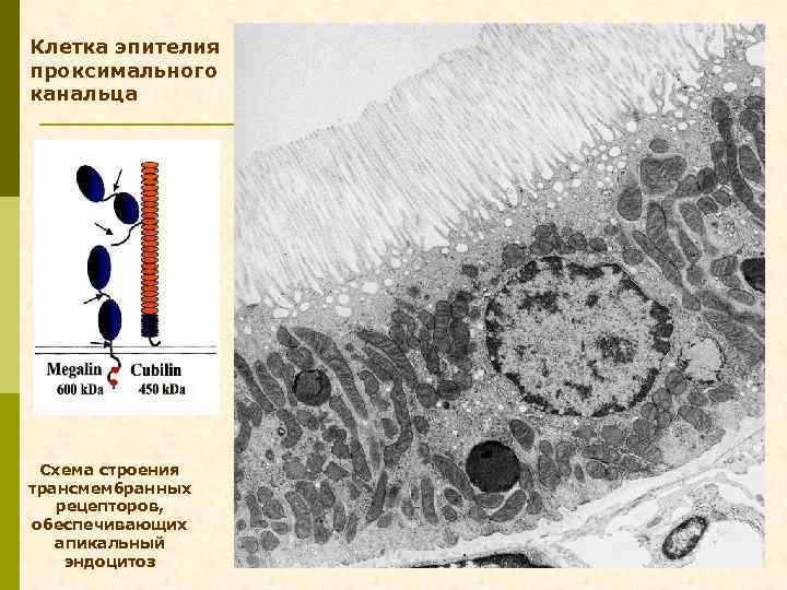 Клетка эпителия проксимального канальца Схема строения трансмембранных рецепторов, обеспечивающих апикальный эндоцитоз 