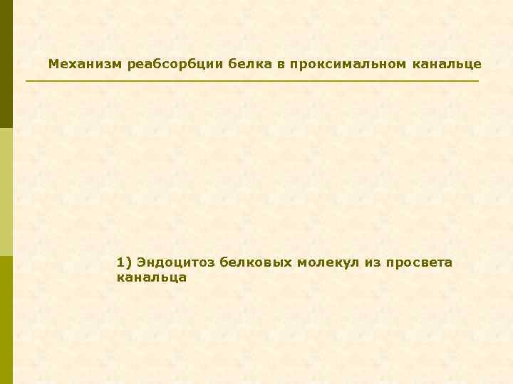 Механизм реабсорбции белка в проксимальном канальце 1) Эндоцитоз белковых молекул из просвета канальца 