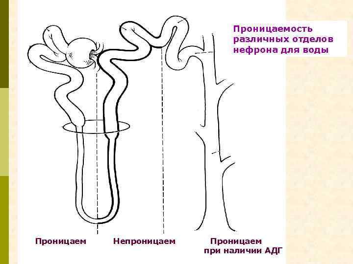 Проницаемость различных отделов нефрона для воды Проницаем Непроницаем Проницаем при наличии АДГ 