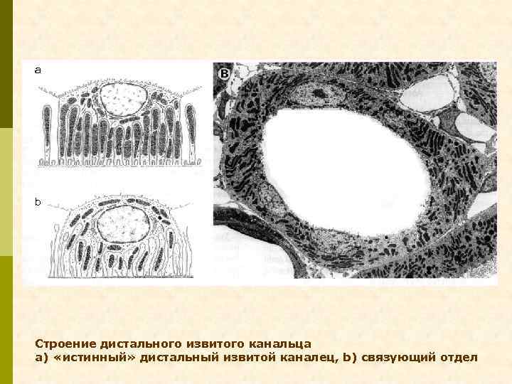 a b Строение дистального извитого канальца a) «истинный» дистальный извитой каналец, b) связующий отдел