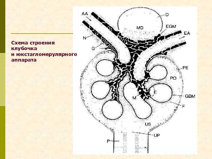 Схема строения клубочка и юкстагломерулярного аппарата 