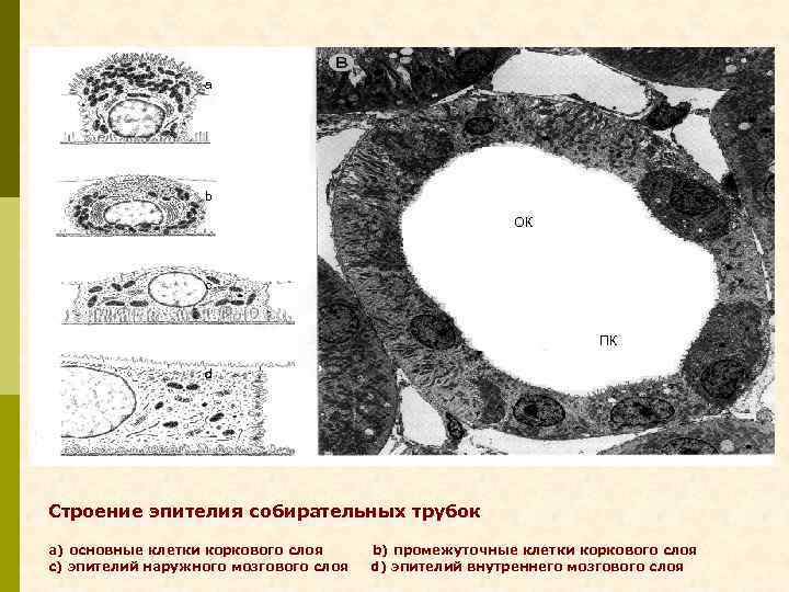 a b ОК c ПК d Строение эпителия собирательных трубок a) основные клетки коркового