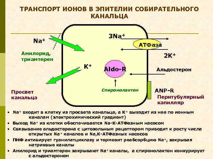 Транспорт ионов. Транспорт ионов в канальцах. Транспорт ионов в растительную клетку. Транспорт ионов в растениях.