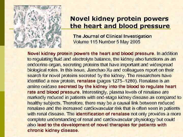 Novel kidney protein powers the heart and blood pressure The Journal of Clinical Investigation