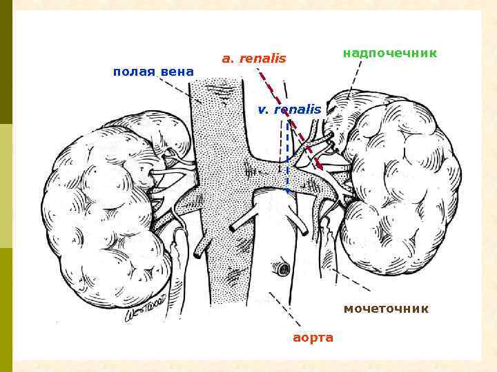 полая вена надпочечник a. renalis v. renalis мочеточник аорта 