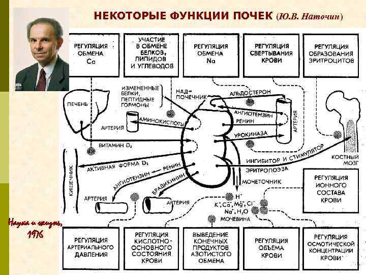 НЕКОТОРЫЕ ФУНКЦИИ ПОЧЕК (Ю. В. Наточин) Наука и жизнь, 1976 