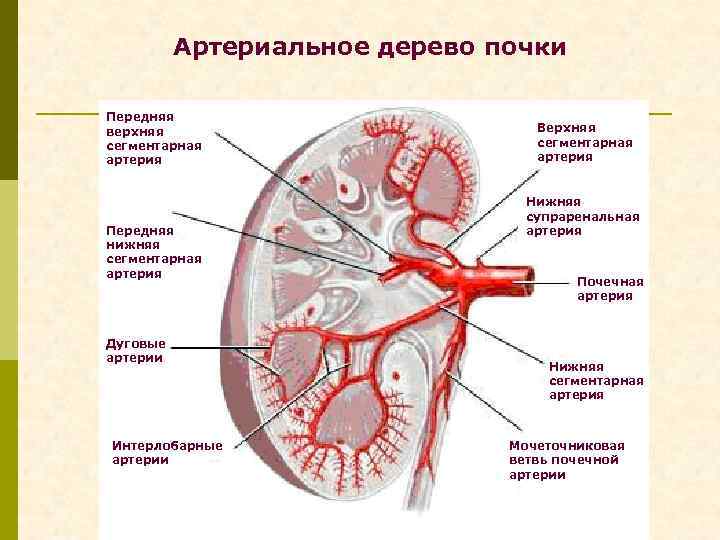 Сегменты почки схема