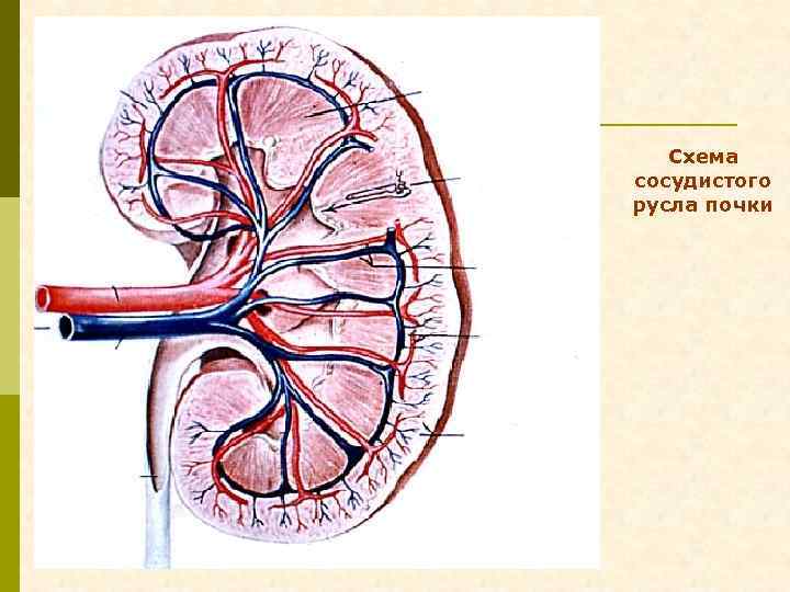 Схема сосудистого русла почки 
