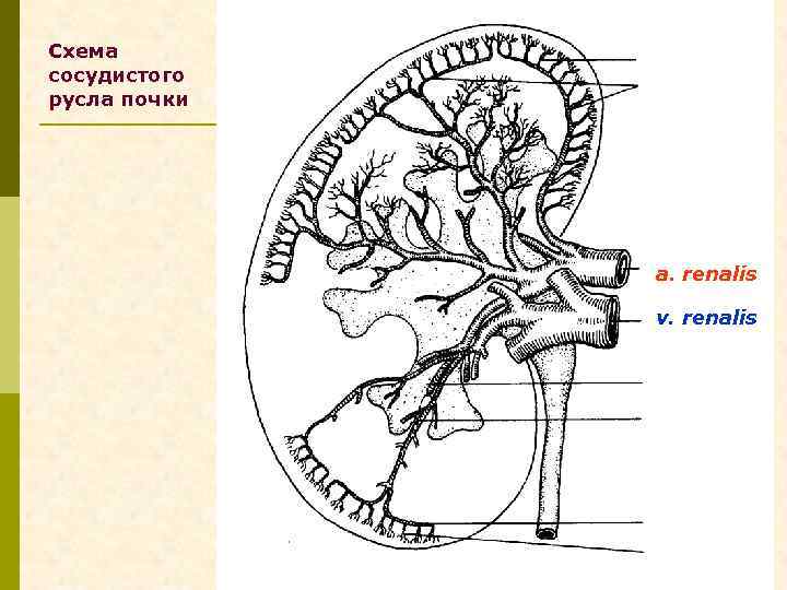 Сосудистое русло. Кровеносное русло почки. Особенности сосудистого русла почки. Внутриорганное сосудистое русло почек.
