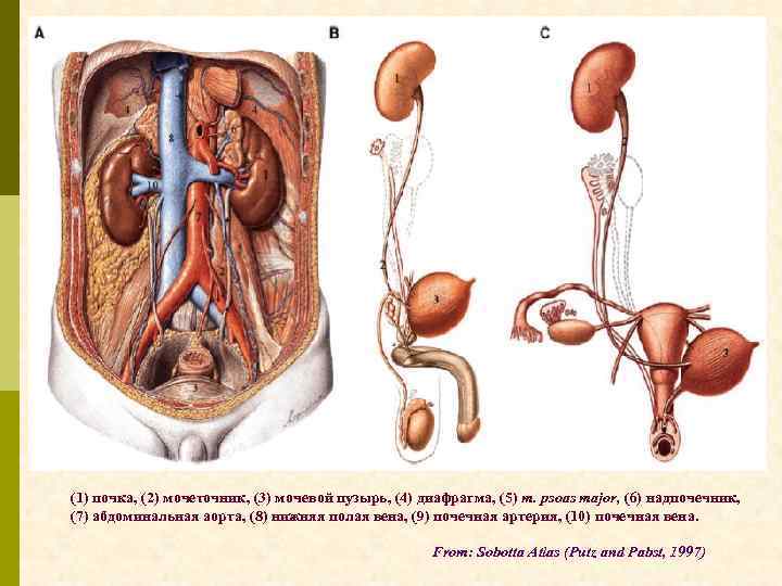 (1) почка, (2) мочеточник, (3) мочевой пузырь, (4) диафрагма, (5) m. psoas major, (6)