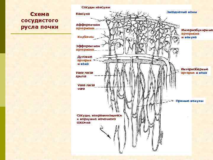 Сосуды капсулы Схема сосудистого русла почки Капсула Афферентная артериола Клубочек Звездчатые вены Интерлобулярные артериола