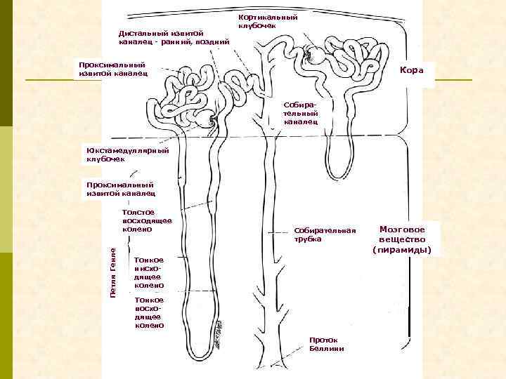 Дистальный извитой каналец - ранний, поздний Кортикальный клубочек Проксимальный извитой каналец Кора Собирательный каналец