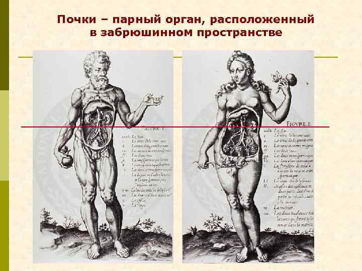 Почки – парный орган, расположенный в забрюшинном пространстве 