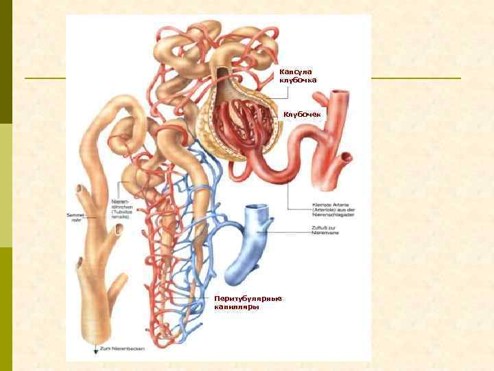 Капсула клубочка Клубочек Перитубулярные капилляры 
