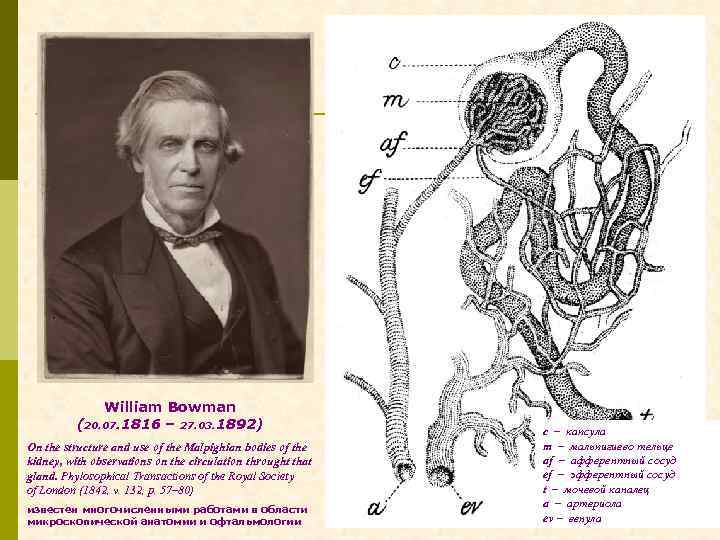 William Bowman (20. 07. 1816 – 27. 03. 1892) On the structure and use