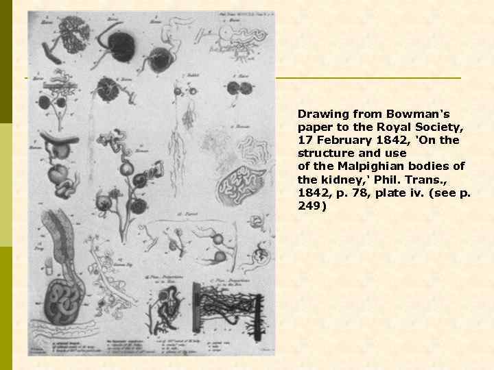 Drawing from Bowman's paper to the Royal Society, 17 February 1842, 'On the structure