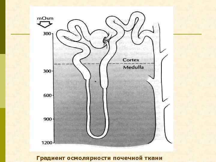 Градиент осмолярности почечной ткани 